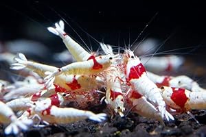 SF Aquatic™ 10 Crystal RED Shrimps Caridina Taiwanese Bee Live Freshwater Shrimps for Aquarium. Juveniles Size 1/2-1inch. Live Arrival Guarantee.