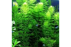 Marcus Fish Tanks Hornwort Ceratophyllum Live Aquarium Plant Planted Tank Beginner - Buy 2 Get 1