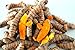 Turmeric Roots Curcuma longa: Organic Whole Fresh Raw 1 Lb.