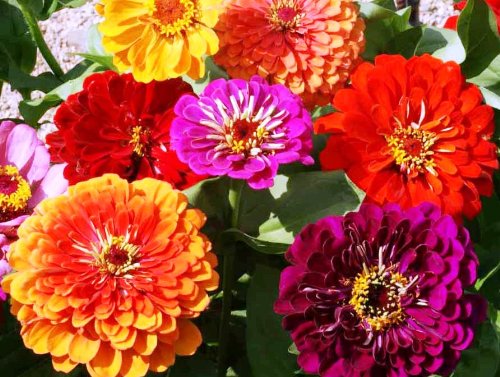 zinnias California Giants Heirloom Flower Seeds by Stonysoil Seed Company