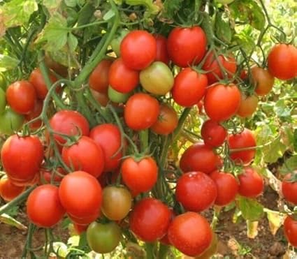 CATTERPILLAR FARM Triple Disease Resistant Tomato F1 HybridArka Rakshak -30 Seeds