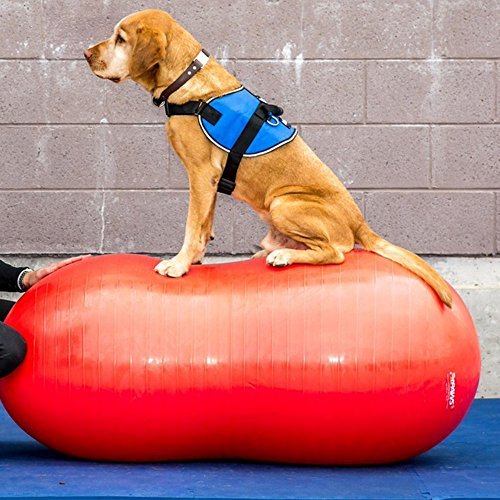 FitPAWS Peanut Canine Stability Ball