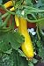 Squash Seeds, Early Prolific Straight Neck Squash, Heirloom, Organic, 25+ Seeds