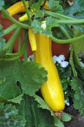 Squash Seeds, Early Prolific Straight Neck Squash, Heirloom, Organic, 25+ Seeds