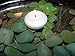 D'light Online Large White Floating Candles 3 Inch Bulk Pack Wax Discs for Events, Weddings, Spa, Home Decor, Special Occasions, Cylinder Vases, Centerpieces, Pool and Holidays - Set of 72 (White)