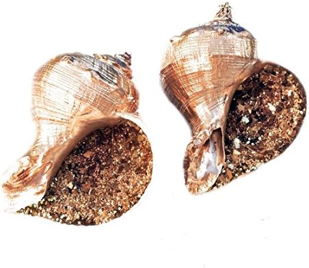 Gold Real Seashell Christmas Ornaments, Set of 2