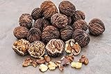 New Missouri Harvest Fresh Whole Black Walnuts 2018 1 Pound in Shell Organic Perfect Squirrel Food - Black Walnut Tree Seeds - Juglans Nigra - Baking