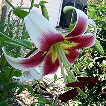 Shop Meeko 3: Garthwaite Nurseries: - Lily (Lirio -como) Altamente ...