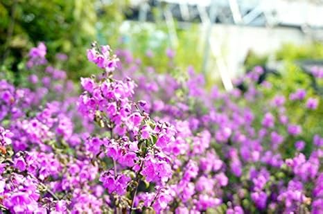 Amazon 珍しい花木 ミントブッシュ ミントの香りの生垣向け苗 ポット苗 庭木 生垣 目隠し 植木 Amazon 珍しい花木 ミントブッシュ ミントの香りの生垣向け苗 ポット苗 庭木 生垣 目隠し 植木