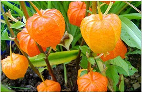 Portal Cool 100 Pcs Physalis Strawberry for Garden Vegetable Bonsai Organic Russian Ukraine - Thumbnail 2