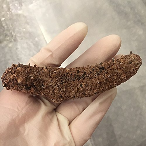 Alaska Red Dried Sea Cucumber-natural Sun Dried(Medium)1lb, Grade AAA