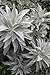(HESAG)~Sacred~"WHITE SAGE"~Seeds!!!~~~~~Good for What Ails You!!