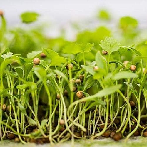 Natures Root Organic Coriander Sprouting Seeds 125g - Cilantro Sprouts | Non GMO | Microgreen Sprouts | Garden Planting | Vegetable Gardening - Image 4