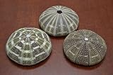 3 Pcs Large Big Alfonso Sea Urchins Sea Shell Beach Wedding Nautical 3