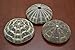 3 Pcs Large Big Alfonso Sea Urchins Sea Shell Beach Wedding Nautical 3