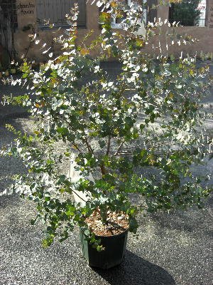 すべての美しい花の画像 トップ100ユーカリ シンボル ツリー