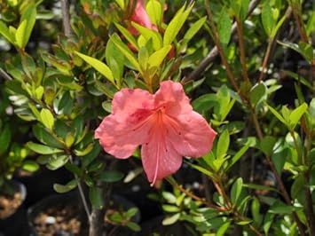 Amazon Co Jp 1年間枯れ保証 低木 サツキ ミエサツキ 0 5m15cmポット ホーム キッチン