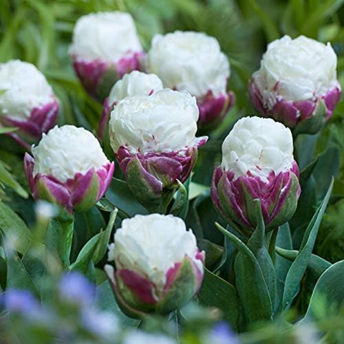 True tulip bulbs not tulip seeds flower bulbs ice cream as tulips Rizomas Bulbos Aroma 2 bulbs 4#32805852700ST