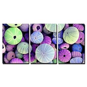 3 Piece Canvas Wall Art - Colorful Collection of Sea Urchin Shells with a Variety of Sizes - Modern Home Art Stretched and Framed Ready to Hang - 16"x24"x3 Panels
