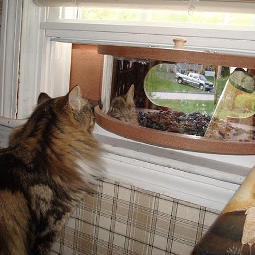 Coveside Panoramic In House Window Bird Feeder With Mirrored Panel