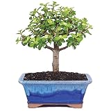 Brussel's Live Dwarf Jade Indoor Bonsai Tree - 5 Years Old; 6" to 8" Tall with Decorative Container