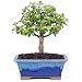 Brussel's Live Dwarf Jade Indoor Bonsai Tree - 5 Years Old; 6" to 8" Tall with Decorative Container