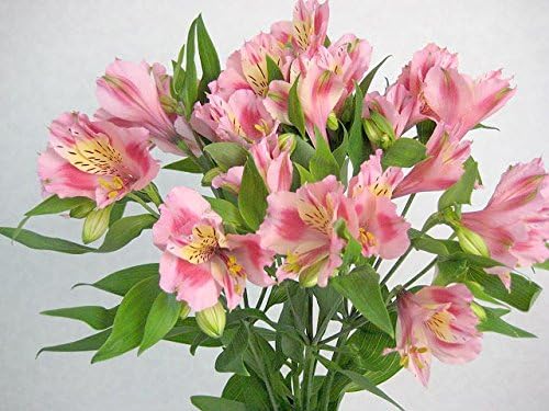 Amazon Co Jp アルストロメリア 生花 切り花 プッチーニ Pw レベッカなど 桃色 5本 ホーム キッチン Amazon Co Jp アルストロメリア 生花 切り花 プッチーニ Pw レベッカなど 桃色 5本 ホーム キッチン