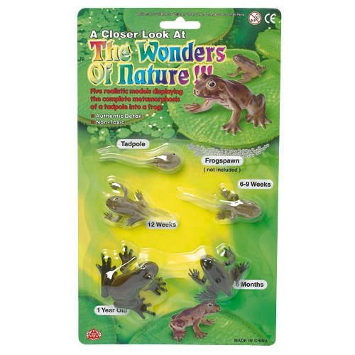 AAA 12839 Tadpole to Frog Metamorphosis Life Cycle of the Frog Toy