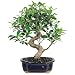 Brussel's Bonsai Live Golden Gate Ficus Indoor Bonsai Tree-7 Years Old 8" to 10" Tall with Decorative Container