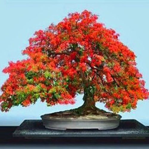 Privick Mill Nursery Delonix Regia Flame Tree/Royal Poinciana 1