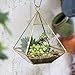 NCYP Geometric Glass Terrarium for Succulent, Air Plants - 5.9x5.9x7.87 Inches - Wall Hanging Glass Planter Pot, Home Garden Tabletop Decoration, Gold (Terrarium Only)