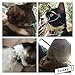 WAAAG Pet Supplies, (Tropical Pineapple) Cat Collar, Dog Collar, Cat Leash, Dog Leash, Small Dog Collar, Medium Dog Collar, Large Dog Collar (Pet Collar, XS)