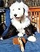 Premium Pet Slicker Brush By Petter - Self Cleaning Fur & Coat Care Brush Suitable For Dogs & Cats