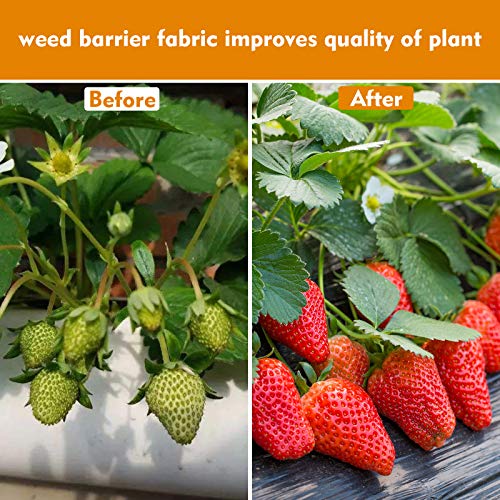 BeGrit Toiles de Paillage Biodegradable Tissée Toile Anti-Mauvaises Herbes 1,5M X 10M Paillis Sol Jardin Allée Paysage Tissu