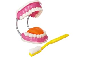 EVOTECH SCIENTIFIC Evotech Dental Teeth Care Model, W/Giant Toothbrush, Kids Dental Care Teaching Demonstration Model, Speech Therapy Teaching Tool, Adult Standard Typodont Demonstration Teeth Model Yellow