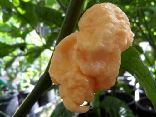 California Reaper Hot Pepper Live Plant
