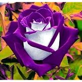10 White Purple Rose Seed_Flower Flower Bush Perennial Shrub Flowers Seed_Flower - Easy Grow