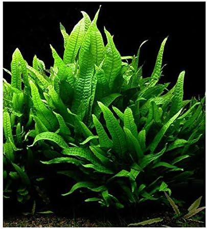 FMJ Fishes UK Java Fern Microsorum pteropus Live Aquarium Plants Narrow Leaf (2 Stems)