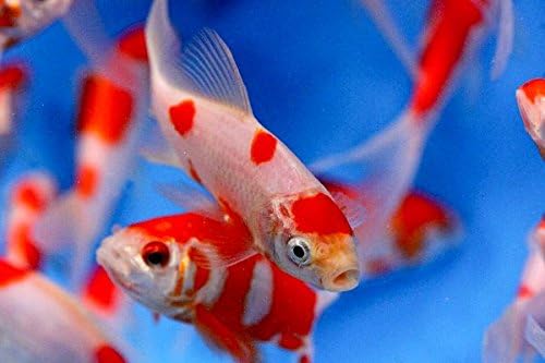 sarasa goldfish