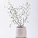 Sustee Aquameter (Large 4-Pack) - Plant Soil Moisture Sensor - Best for Potted Plants – Probe, Meter, Indicator - Includes One of Each Color