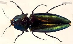 2.9" Real Snapping Jewel Beetle in Crystal Clear