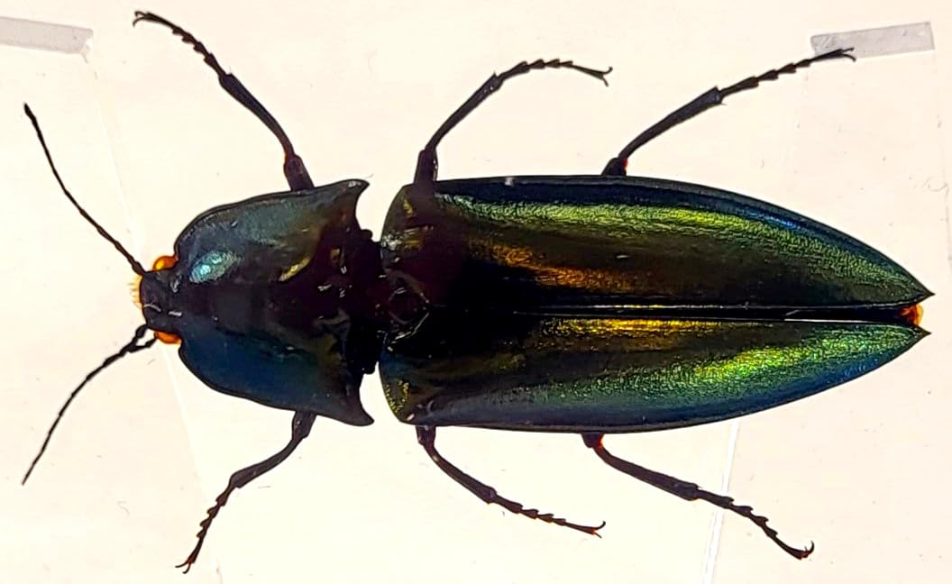 2.9" Real Snapping Jewel Beetle in Crystal Clear