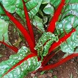 Outsidepride Red Swiss Chard Plant Seed - 1000 Seeds