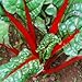 Outsidepride Red Swiss Chard Plant Seed - 1000 Seeds primary