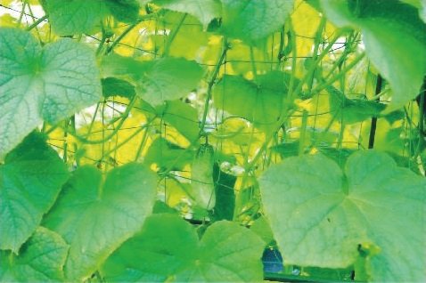 rg-vertrieb Rankhilfe Pflanzstäbe Gartenständer Stellage Rankgerüst Ranknetz Stütznetz für Kletterpflanzen 3 Größen (1… – Bild 4