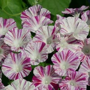 20 Venice Pink Morning Glory Seeds