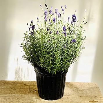 Amazon 花苗 観葉植物 イングリッシュラベンダー センティヴィア 6号 鉢