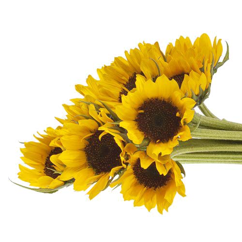 Vistaflor - 100 Sunflowers - Wholesale Fresh Cut from the Farm