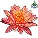 Greenpro Live Aquatic Plant Nymphaea Wanwisa Red Hardy Water Lilies Tuber for Aquarium Freshwater Fish Pond