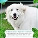 Dr. Mercola Organic Peppermint Dog Conditioner - 1 Bottle (8 oz) - Organic Dog Conditioner Promotes Healthy Hair & Skin - w/Peppermint, Aloe Vera, Shea Butter, Neem, and More - Helps Reduce Dog Odors